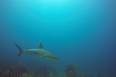 DCIM\100GOPRO\GOPR0809.