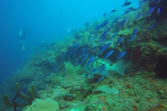 DCIM\100GOPRO\GOPR0100.