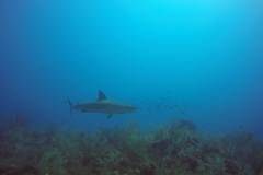 DCIM\100GOPRO\GOPR0102.