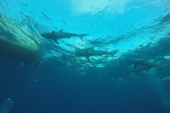 DCIM\100GOPRO\GOPR0237.
