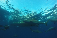 DCIM\100GOPRO\GOPR0242.