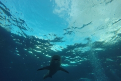 DCIM\100GOPRO\GOPR0244.