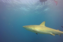 DCIM\100GOPRO\GOPR0308.