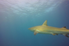 DCIM\100GOPRO\GOPR0309.