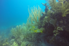 DCIM\100GOPRO\GOPR0344.
