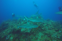 DCIM\100GOPRO\GOPR0354.
