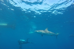 DCIM\100GOPRO\GOPR0391.
