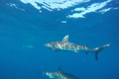 DCIM\100GOPRO\GOPR0396.