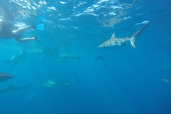 DCIM\100GOPRO\GOPR0398.