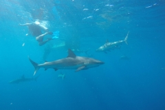 DCIM\100GOPRO\GOPR0399.