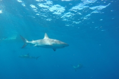 DCIM\100GOPRO\GOPR0400.