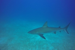 DCIM\100GOPRO\GOPR0437.