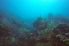DCIM\100GOPRO\GOPR0441.