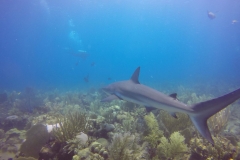DCIM\100GOPRO\GOPR0469.