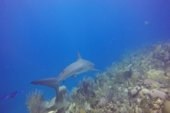 DCIM\100GOPRO\GOPR0477.