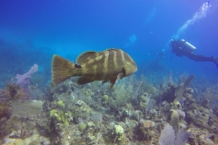 DCIM\100GOPRO\GOPR0498.