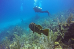 DCIM\100GOPRO\GOPR0499.