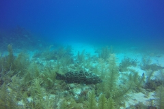 DCIM\100GOPRO\GOPR0502.