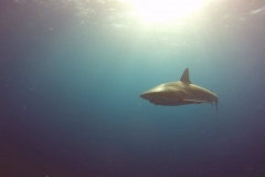 DCIM\100GOPRO\GOPR0619.