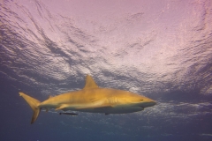 DCIM\100GOPRO\GOPR0629.