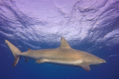 DCIM\100GOPRO\GOPR0630.
