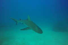 DCIM\100GOPRO\GOPR0681.