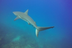 DCIM\100GOPRO\GOPR0694.