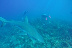 DCIM\100GOPRO\GOPR0699.