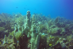 DCIM\100GOPRO\GOPR0706.