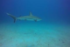 DCIM\100GOPRO\GOPR0791.