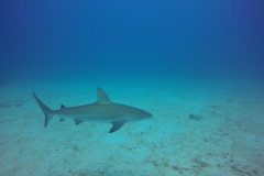 DCIM\100GOPRO\GOPR0793.