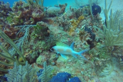 DCIM\100GOPRO\GOPR0816.