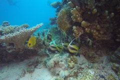 DCIM\100GOPRO\GOPR2295.