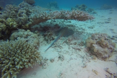 DCIM\100GOPRO\GOPR2296.