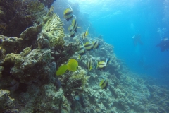 DCIM\100GOPRO\GOPR2301.