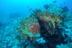 DCIM\100GOPRO\GOPR2508.