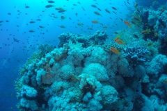 DCIM\100GOPRO\GOPR2515.
