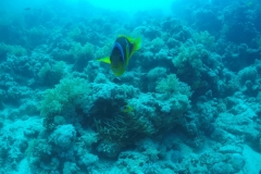 DCIM\100GOPRO\GOPR2524.
