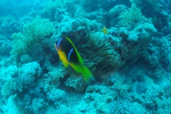 DCIM\100GOPRO\GOPR2528.