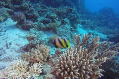 DCIM\100GOPRO\GOPR2762.